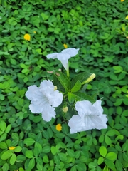 Ruellia metziae