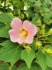 Changeable Rose-mallow (Hibiscus mutabilis) · iNaturalist