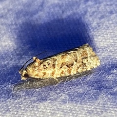 Argyrotaenia tabulana