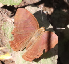 Abisara bifasciata