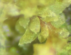Douinia ovata