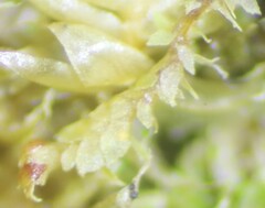 Douinia ovata