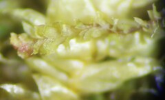 Douinia ovata
