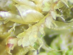 Douinia ovata