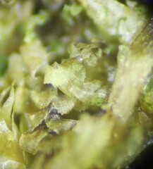 Douinia ovata