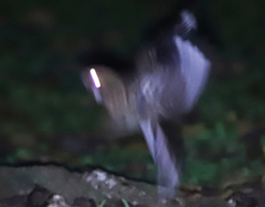 Caprimulgidae