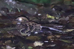 Caprimulgidae