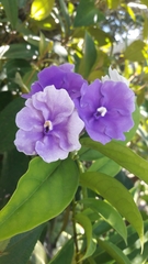 Brunfelsia grandiflora