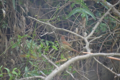 Synallaxis frontalis