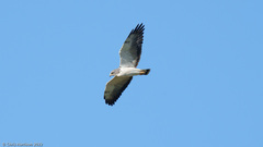 Geranoaetus albicaudatus