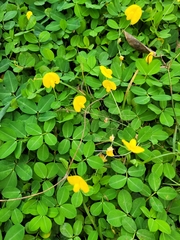 Arachis pintoi