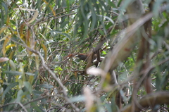 Synallaxis frontalis