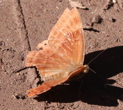 Abisara bifasciata