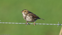 Passerculus sandwichensis