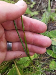 Moraea brevistyla