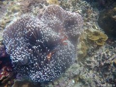 Amphiprion ocellaris