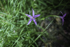 Lithotoma axillaris