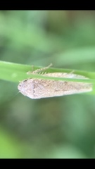 Curtara