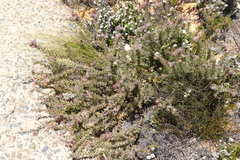 Leucospermum wittebergense