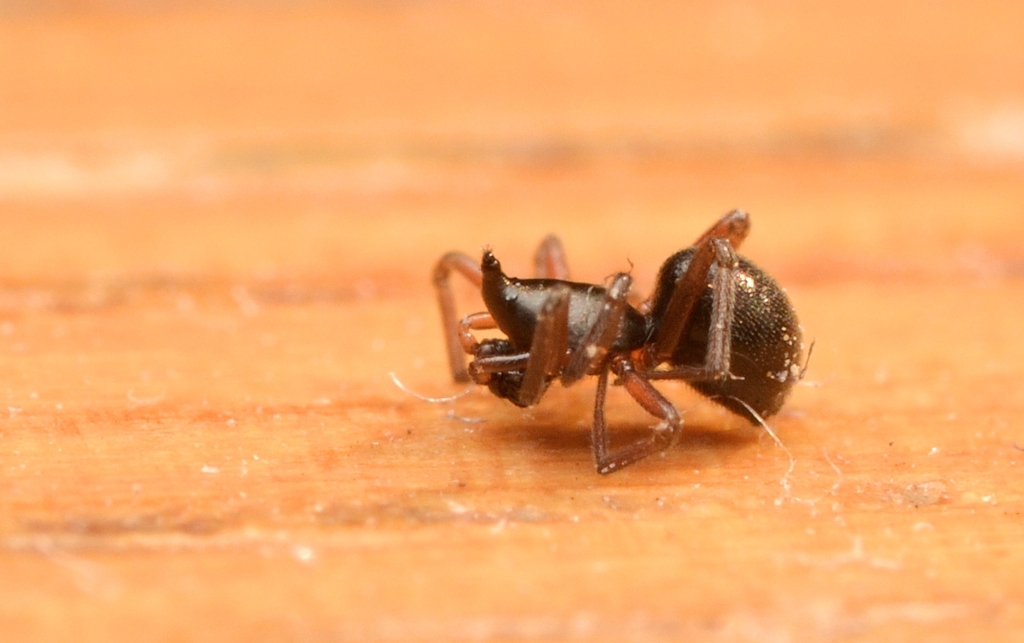 Savignia frontata