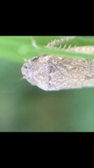 Curtara