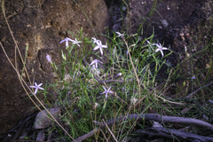 Lithotoma axillaris