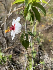 Pavonia oxyphylla