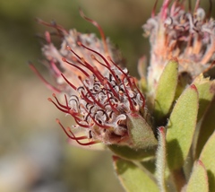 Leucospermum wittebergense