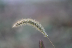 Setaria pumila