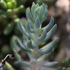 Petrosedum
