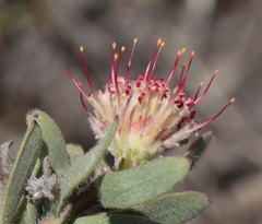 Leucospermum wittebergense
