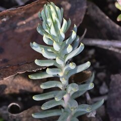 Petrosedum