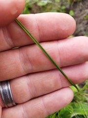Moraea brevistyla
