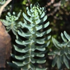 Petrosedum