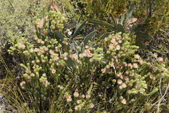 Phylica nigromontana