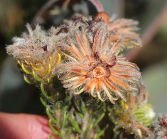 Phylica nigromontana