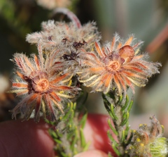 Phylica nigromontana