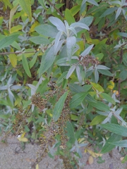 Buddleja davidii