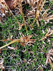 Lepidagathis keralensis