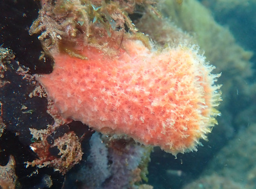 Callyspongia laboreli
