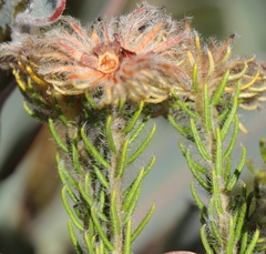 Phylica nigromontana