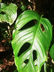 Monstera