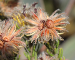 Phylica nigromontana