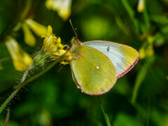 Colias palaeno