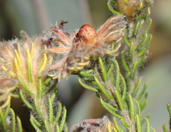 Phylica nigromontana