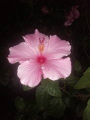 Hibiscus