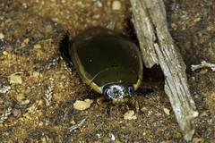 Cybister tripunctatus