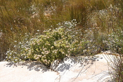 Phylica nigromontana