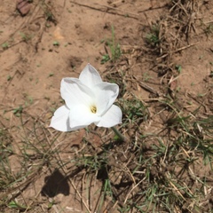 Zephyranthes drummondii