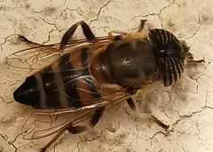 Eristalinus taeniops